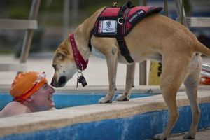 Best Service Dogs for MS: Ultimate Guide My Caring Dog – Tips, Stories, and Care Guides for Loving Pet Owners Best Service Dogs for MS: Ultimate Guide | My Caring Dog – Tips, Stories, and Care Guides for Loving Pet Owners