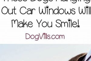 Dog In Car With Windows Down My Caring Dog – Tips, Stories, and Care Guides for Loving Pet Owners Dog In Car With Windows Down | My Caring Dog – Tips, Stories, and Care Guides for Loving Pet Owners