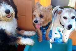 Top Dog Day Care in Summit, NJ: Best Options My Caring Dog – Tips, Stories, and Care Guides for Loving Pet Owners Top Dog Day Care in Summit, NJ: Best Options | My Caring Dog – Tips, Stories, and Care Guides for Loving Pet Owners