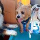 Top Dog Day Care in Summit, NJ: Best Options | My Caring Dog – Tips, Stories, and Care Guides for Loving Pet Owners