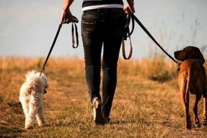 Top Dog Walker Jobs Near Me: Car Dog Edition My Caring Dog – Tips, Stories, and Care Guides for Loving Pet Owners Top Dog Walker Jobs Near Me: Car Dog Edition | My Caring Dog – Tips, Stories, and Care Guides for Loving Pet Owners