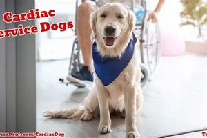 Best Cardiac Service Dogs: A Complete Guide My Caring Dog – Tips, Stories, and Care Guides for Loving Pet Owners Best Cardiac Service Dogs: A Complete Guide | My Caring Dog – Tips, Stories, and Care Guides for Loving Pet Owners