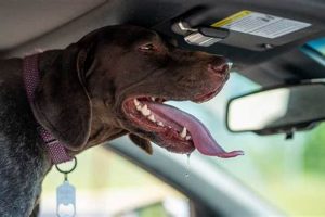 Why Is My Dog Panting in the Car? Dangers & Safety Tips My Caring Dog – Tips, Stories, and Care Guides for Loving Pet Owners Why Is My Dog Panting in the Car? Dangers & Safety Tips | My Caring Dog – Tips, Stories, and Care Guides for Loving Pet Owners