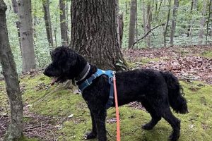 Top Brown Dog Canine Care Tips & Tricks My Caring Dog – Tips, Stories, and Care Guides for Loving Pet Owners Top Brown Dog Canine Care Tips & Tricks | My Caring Dog – Tips, Stories, and Care Guides for Loving Pet Owners