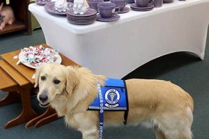 Find & Buy Service Dogs: Top Providers My Caring Dog – Tips, Stories, and Care Guides for Loving Pet Owners Find & Buy Service Dogs: Top Providers | My Caring Dog – Tips, Stories, and Care Guides for Loving Pet Owners