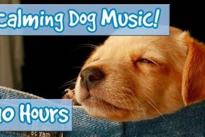 How To Calm Down Dogs In The Car My Caring Dog – Tips, Stories, and Care Guides for Loving Pet Owners How To Calm Down Dogs In The Car | My Caring Dog – Tips, Stories, and Care Guides for Loving Pet Owners