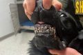 How To Get A K9 Dog My Caring Dog – Tips, Stories, and Care Guides for Loving Pet Owners How To Get A K9 Dog | My Caring Dog – Tips, Stories, and Care Guides for Loving Pet Owners