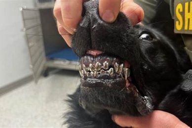 How To Get A K9 Dog My Caring Dog – Tips, Stories, and Care Guides for Loving Pet Owners How To Get A K9 Dog | My Caring Dog – Tips, Stories, and Care Guides for Loving Pet Owners