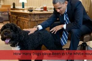 White House Dogs: Who Cares for Presidential Pups? My Caring Dog – Tips, Stories, and Care Guides for Loving Pet Owners White House Dogs: Who Cares for Presidential Pups? | My Caring Dog – Tips, Stories, and Care Guides for Loving Pet Owners
