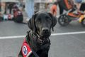 Best Paws in Independence Iowa: Car Dog Gear My Caring Dog – Tips, Stories, and Care Guides for Loving Pet Owners Best Paws in Independence Iowa: Car Dog Gear | My Caring Dog – Tips, Stories, and Care Guides for Loving Pet Owners