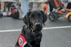 Best Paws in Independence Iowa: Car Dog Gear My Caring Dog – Tips, Stories, and Care Guides for Loving Pet Owners Best Paws in Independence Iowa: Car Dog Gear | My Caring Dog – Tips, Stories, and Care Guides for Loving Pet Owners