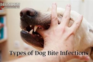 Dog Bite Injury Care: First Aid & Treatment My Caring Dog – Tips, Stories, and Care Guides for Loving Pet Owners Dog Bite Injury Care: First Aid & Treatment | My Caring Dog – Tips, Stories, and Care Guides for Loving Pet Owners