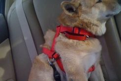 Best Ginger Snaps for Dog Car Sickness Relief My Caring Dog – Tips, Stories, and Care Guides for Loving Pet Owners Best Ginger Snaps for Dog Car Sickness Relief | My Caring Dog – Tips, Stories, and Care Guides for Loving Pet Owners