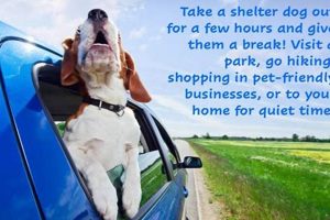 Best Dog Day Care in Burlington NC: Top Choices My Caring Dog – Tips, Stories, and Care Guides for Loving Pet Owners Best Dog Day Care in Burlington NC: Top Choices | My Caring Dog – Tips, Stories, and Care Guides for Loving Pet Owners