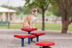 Best Dog Training Near Me: Top Centers My Caring Dog – Tips, Stories, and Care Guides for Loving Pet Owners Best Dog Training Near Me: Top Centers | My Caring Dog – Tips, Stories, and Care Guides for Loving Pet Owners