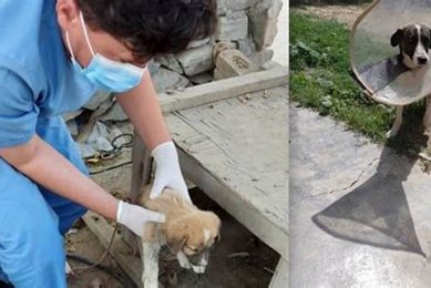 Emergency 24/7 Animal Rescue Services Near You My Caring Dog – Tips, Stories, and Care Guides for Loving Pet Owners Emergency 24/7 Animal Rescue Services Near You | My Caring Dog – Tips, Stories, and Care Guides for Loving Pet Owners