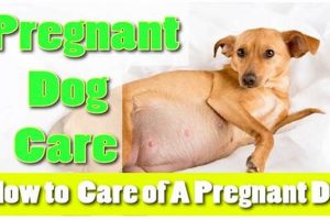 Pregnant Dog Care Guide: Tips & Advice My Caring Dog – Tips, Stories, and Care Guides for Loving Pet Owners Pregnant Dog Care Guide: Tips & Advice | My Caring Dog – Tips, Stories, and Care Guides for Loving Pet Owners