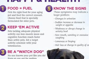Best Pet Care Tips for Senior Dogs: A Guide My Caring Dog – Tips, Stories, and Care Guides for Loving Pet Owners Best Pet Care Tips for Senior Dogs: A Guide | My Caring Dog – Tips, Stories, and Care Guides for Loving Pet Owners