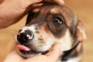 Best Dog Day Care in Missoula, MT My Caring Dog – Tips, Stories, and Care Guides for Loving Pet Owners Best Dog Day Care in Missoula, MT | My Caring Dog – Tips, Stories, and Care Guides for Loving Pet Owners