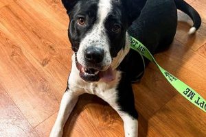 St. Louis County Humane Society: Adopt, Don't Shop My Caring Dog – Tips, Stories, and Care Guides for Loving Pet Owners St. Louis County Humane Society: Adopt, Don't Shop | My Caring Dog – Tips, Stories, and Care Guides for Loving Pet Owners