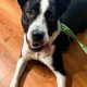 St. Louis County Humane Society: Adopt, Don't Shop | My Caring Dog – Tips, Stories, and Care Guides for Loving Pet Owners