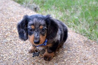 Best Home Dogs for Car Travel Adventures My Caring Dog – Tips, Stories, and Care Guides for Loving Pet Owners Best Home Dogs for Car Travel Adventures | My Caring Dog – Tips, Stories, and Care Guides for Loving Pet Owners
