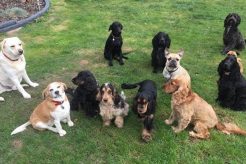 Best Dog Day Care in Brentwood: Top Choices My Caring Dog – Tips, Stories, and Care Guides for Loving Pet Owners Best Dog Day Care in Brentwood: Top Choices | My Caring Dog – Tips, Stories, and Care Guides for Loving Pet Owners