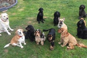 Best Dog Day Care in Brentwood: Top Choices My Caring Dog – Tips, Stories, and Care Guides for Loving Pet Owners Best Dog Day Care in Brentwood: Top Choices | My Caring Dog – Tips, Stories, and Care Guides for Loving Pet Owners