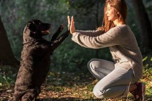 Dog Training Grants: Funding & Assistance Programs My Caring Dog – Tips, Stories, and Care Guides for Loving Pet Owners Dog Training Grants: Funding & Assistance Programs | My Caring Dog – Tips, Stories, and Care Guides for Loving Pet Owners