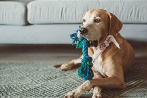 Best Care Dog Sitting Services Near You My Caring Dog – Tips, Stories, and Care Guides for Loving Pet Owners Best Care Dog Sitting Services Near You | My Caring Dog – Tips, Stories, and Care Guides for Loving Pet Owners
