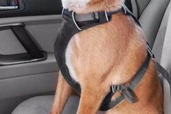 Top Dog Car Harness Reviews & Ratings My Caring Dog – Tips, Stories, and Care Guides for Loving Pet Owners Top Dog Car Harness Reviews & Ratings | My Caring Dog – Tips, Stories, and Care Guides for Loving Pet Owners