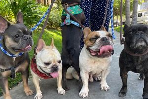 Best Dog Day Care in Los Angeles: Top Centers My Caring Dog – Tips, Stories, and Care Guides for Loving Pet Owners Best Dog Day Care in Los Angeles: Top Centers | My Caring Dog – Tips, Stories, and Care Guides for Loving Pet Owners