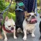 Best Dog Day Care in Los Angeles: Top Centers | My Caring Dog – Tips, Stories, and Care Guides for Loving Pet Owners