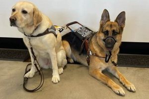 Dopgs My Caring Dog – Tips, Stories, and Care Guides for Loving Pet Owners Dopgs | My Caring Dog – Tips, Stories, and Care Guides for Loving Pet Owners
