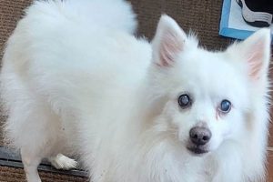 Top MD Dogs for Car Travel: Vet-Approved My Caring Dog – Tips, Stories, and Care Guides for Loving Pet Owners Top MD Dogs for Car Travel: Vet-Approved | My Caring Dog – Tips, Stories, and Care Guides for Loving Pet Owners