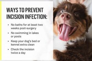 Male Dog Neutering Aftercare Tips & Recovery My Caring Dog – Tips, Stories, and Care Guides for Loving Pet Owners Male Dog Neutering Aftercare Tips & Recovery | My Caring Dog – Tips, Stories, and Care Guides for Loving Pet Owners