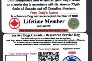 Service Dog Certification Canada My Caring Dog – Tips, Stories, and Care Guides for Loving Pet Owners Service Dog Certification Canada | My Caring Dog – Tips, Stories, and Care Guides for Loving Pet Owners