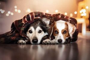 Best Canine Image Resources for Car Dog Lovers My Caring Dog – Tips, Stories, and Care Guides for Loving Pet Owners Best Canine Image Resources for Car Dog Lovers | My Caring Dog – Tips, Stories, and Care Guides for Loving Pet Owners