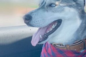 Top Tips: Clean Dog Hair from Car Easily My Caring Dog – Tips, Stories, and Care Guides for Loving Pet Owners Top Tips: Clean Dog Hair from Car Easily | My Caring Dog – Tips, Stories, and Care Guides for Loving Pet Owners