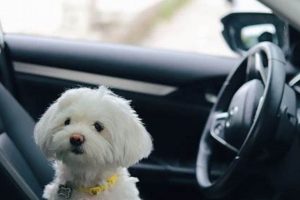 Best Ways to Secure Your Dog in Car for Safe Travels My Caring Dog – Tips, Stories, and Care Guides for Loving Pet Owners Best Ways to Secure Your Dog in Car for Safe Travels | My Caring Dog – Tips, Stories, and Care Guides for Loving Pet Owners