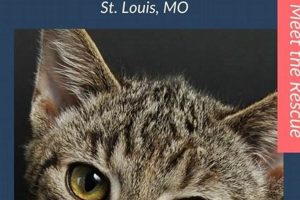 Adopt, Don't Shop: Saving St. Louis Pets Today! My Caring Dog – Tips, Stories, and Care Guides for Loving Pet Owners Adopt, Don't Shop: Saving St. Louis Pets Today! | My Caring Dog – Tips, Stories, and Care Guides for Loving Pet Owners