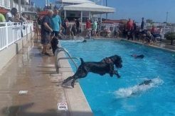 Best Dog Day Care in Cape May, NJ | Top Kennels My Caring Dog – Tips, Stories, and Care Guides for Loving Pet Owners Best Dog Day Care in Cape May, NJ | Top Kennels | My Caring Dog – Tips, Stories, and Care Guides for Loving Pet Owners