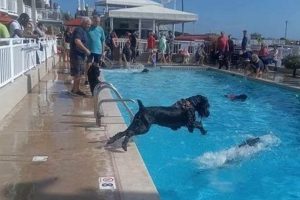 Best Dog Day Care in Cape May, NJ | Top Kennels My Caring Dog – Tips, Stories, and Care Guides for Loving Pet Owners Best Dog Day Care in Cape May, NJ | Top Kennels | My Caring Dog – Tips, Stories, and Care Guides for Loving Pet Owners