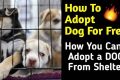 Get a Free Dog: Adoption & Rescue Guide My Caring Dog – Tips, Stories, and Care Guides for Loving Pet Owners Get a Free Dog: Adoption & Rescue Guide | My Caring Dog – Tips, Stories, and Care Guides for Loving Pet Owners