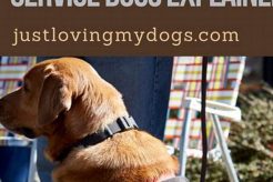 Psychiatric Service Dog Training My Caring Dog – Tips, Stories, and Care Guides for Loving Pet Owners Psychiatric Service Dog Training | My Caring Dog – Tips, Stories, and Care Guides for Loving Pet Owners
