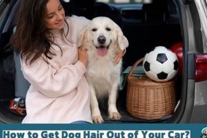 How To Get Dog Hair Out Of Your Car My Caring Dog – Tips, Stories, and Care Guides for Loving Pet Owners How To Get Dog Hair Out Of Your Car | My Caring Dog – Tips, Stories, and Care Guides for Loving Pet Owners