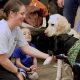 Colorado Service Dogs: A Complete Guide | My Caring Dog – Tips, Stories, and Care Guides for Loving Pet Owners