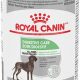 Best Royal Canin Digestive Care Canned Dog Food | My Caring Dog – Tips, Stories, and Care Guides for Loving Pet Owners