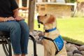 Car Safety: Help a Dog in Need My Caring Dog – Tips, Stories, and Care Guides for Loving Pet Owners Car Safety: Help a Dog in Need | My Caring Dog – Tips, Stories, and Care Guides for Loving Pet Owners