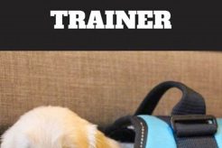 Become a Service Dog Trainer: A Guide My Caring Dog – Tips, Stories, and Care Guides for Loving Pet Owners Become a Service Dog Trainer: A Guide | My Caring Dog – Tips, Stories, and Care Guides for Loving Pet Owners
